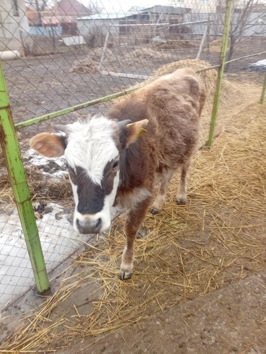 Ұрғашы тана Телка