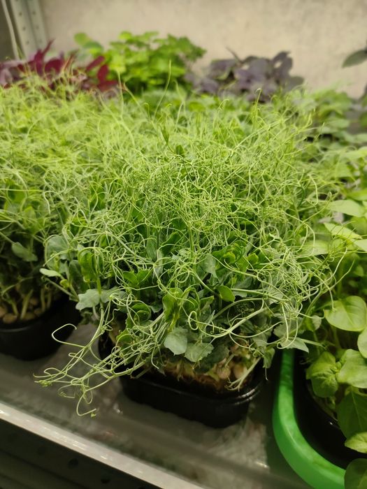 Горох микрозелень