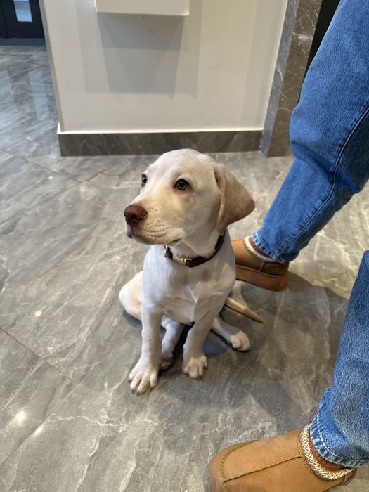 Помесь лабродол и ретривер