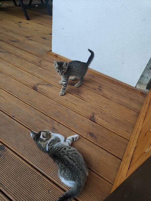 Donez pui pisică Vlădești