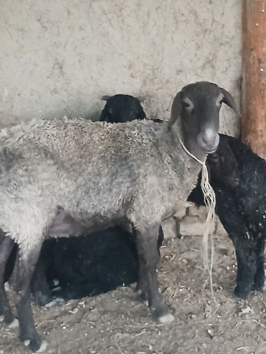 Ona bola soĝlom qòylar