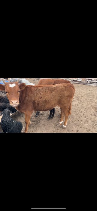 2 бас баспак сатылады