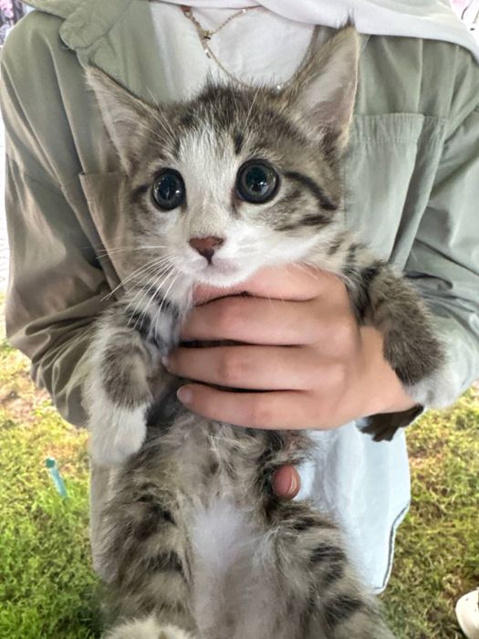 Ищем дом котенку