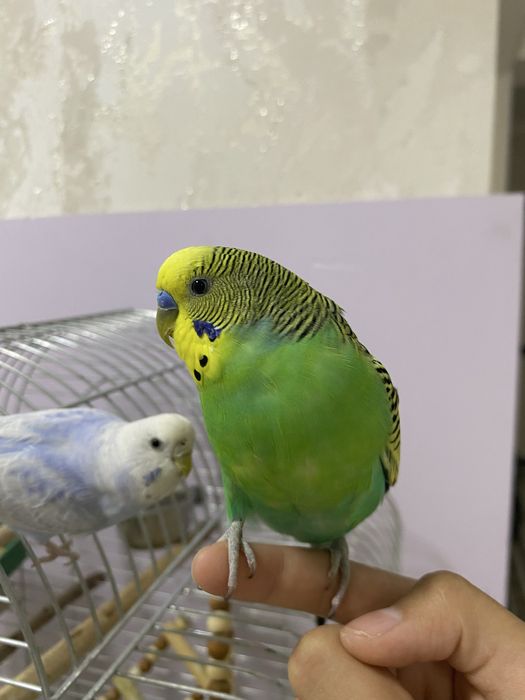 Продам двух волнистых попугаев.