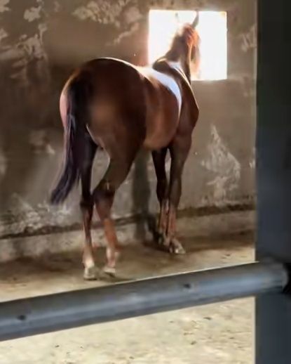 Аманатка жылкы багам