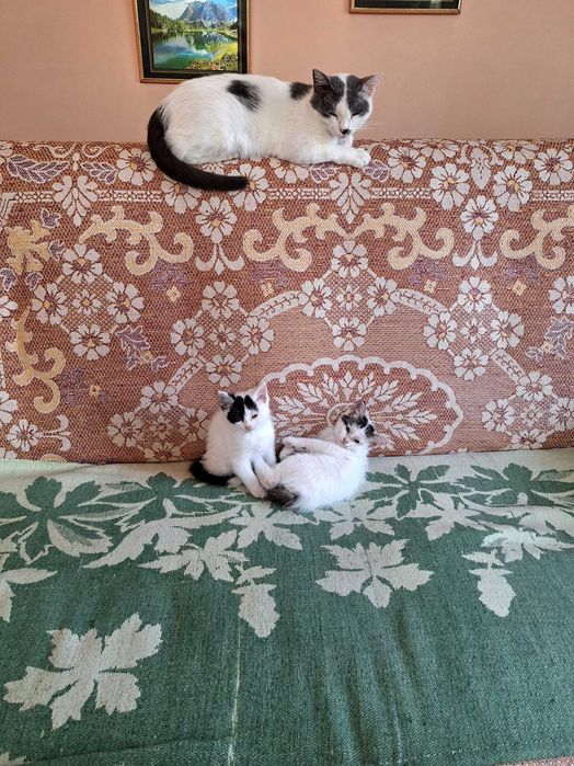Отдам котят даром в добрые руки.Фергана.