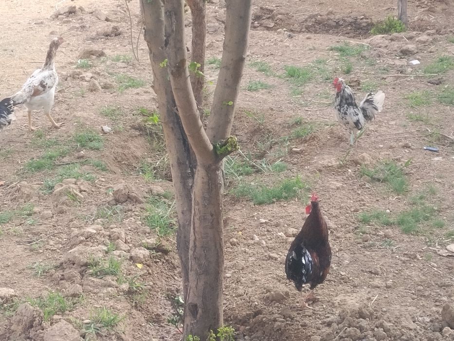 Японский кораздар сатылады