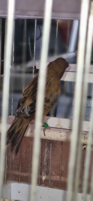 Кенар взрослый цвета красного дерева по цене самки!