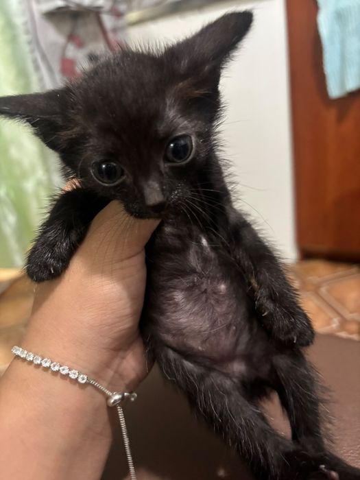 Отдам котят, все девочки