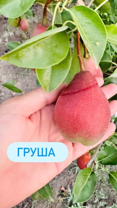 Срочна сатылады дачный учаска