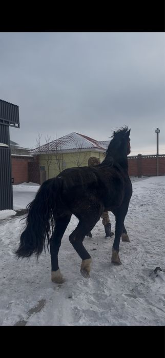 Продам жеребец 5 лет, спокойный, обучен,