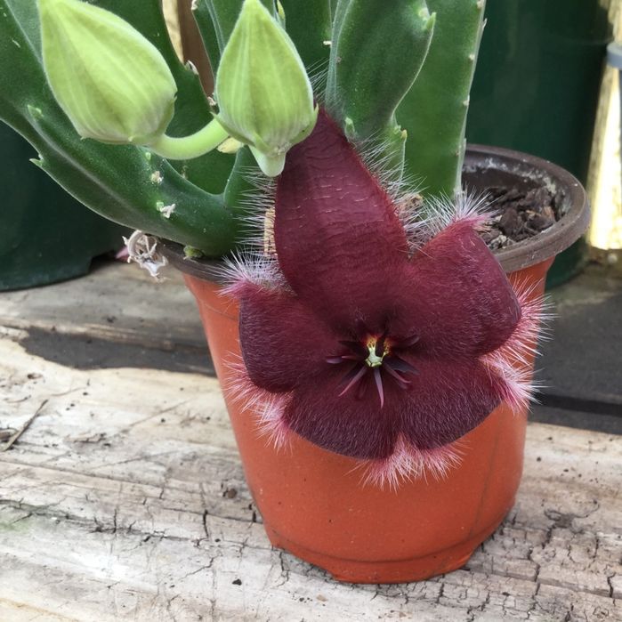 Продаю Стапелию тигровую.