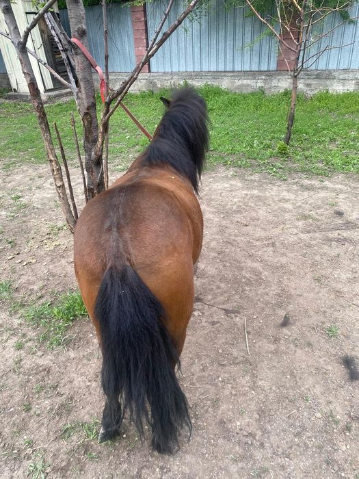 Продам пони 3г.жеребец