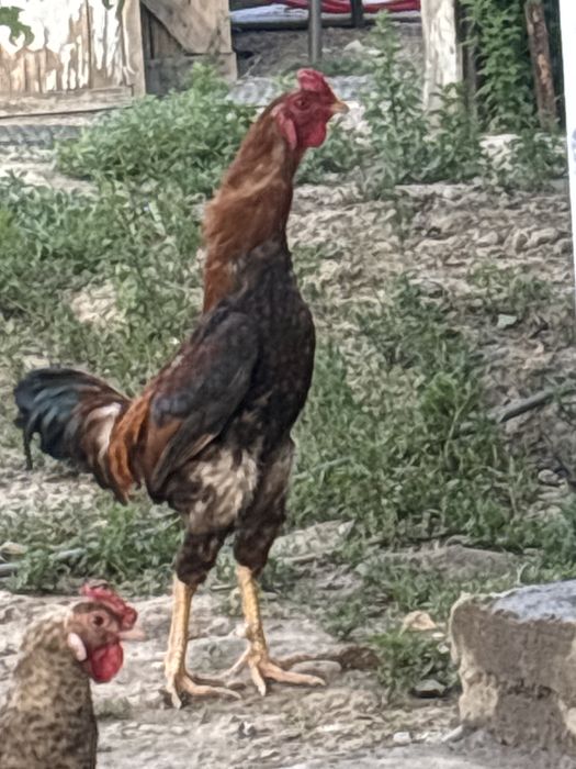 Петухи около года