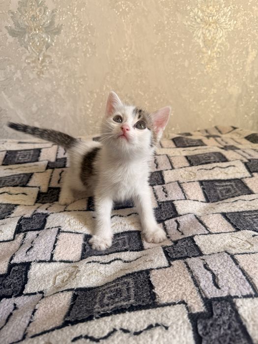 Отдам котенка в хорошие и добрые руки