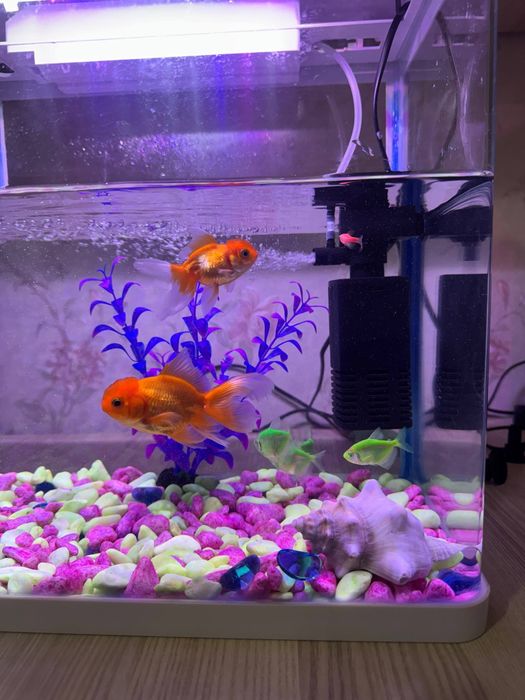 30 litr Akvarium va baliqlar