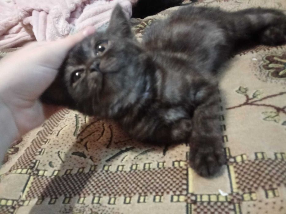 Отдам котят от британской кошки