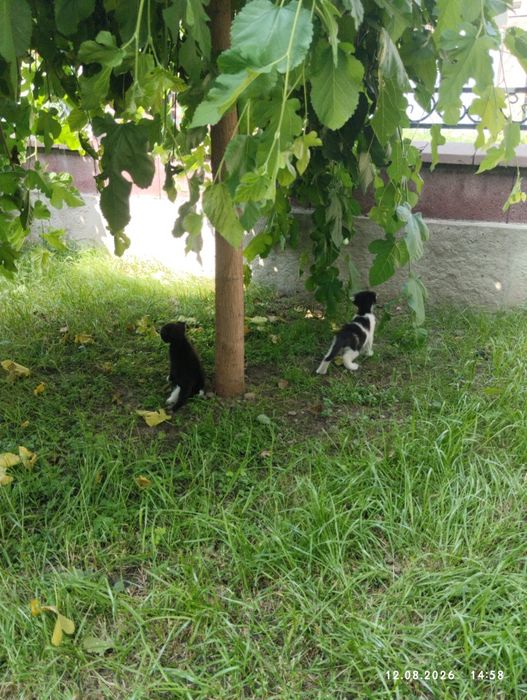 Продажа вислоухих котят