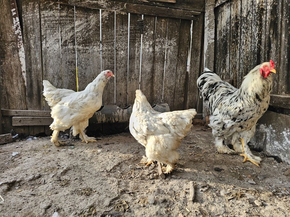 Oua Brahma diverse culori