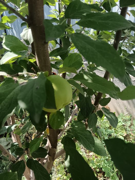 Продажа дома ,район Шанхай