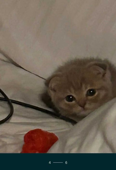 Котенок продается