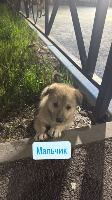 Одам щенков в добрые руки