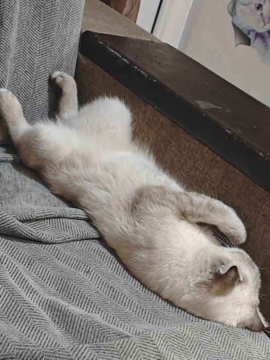 Шотландская вислоухая кошка