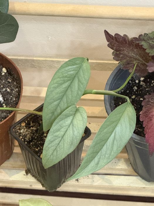 Наборы из 6 цветов