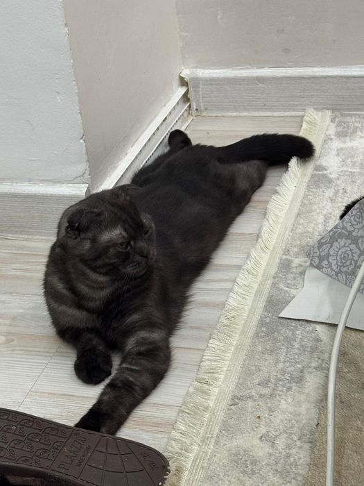 Шотландский котик