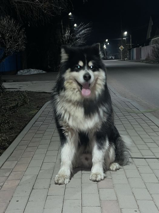 Маламут Аляскинский (вязка) кабель, 2,5 года .