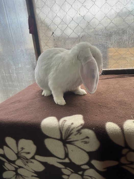 Iepuri berbec german