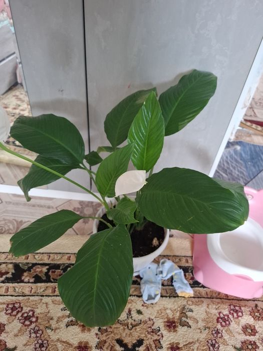 Продам домашные растение