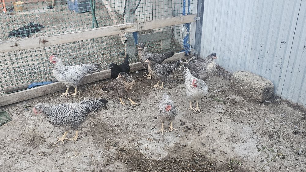 Продам куры породы Легбар