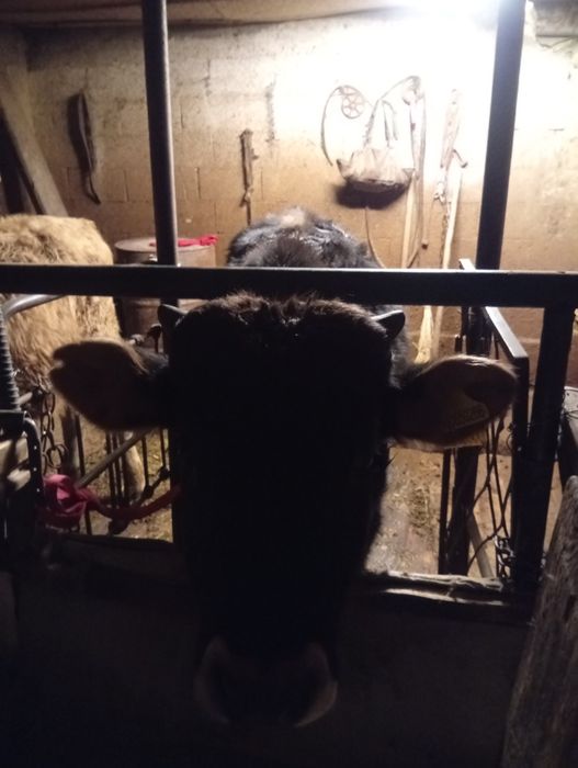 Продам бычков в круг  годалавые бычки