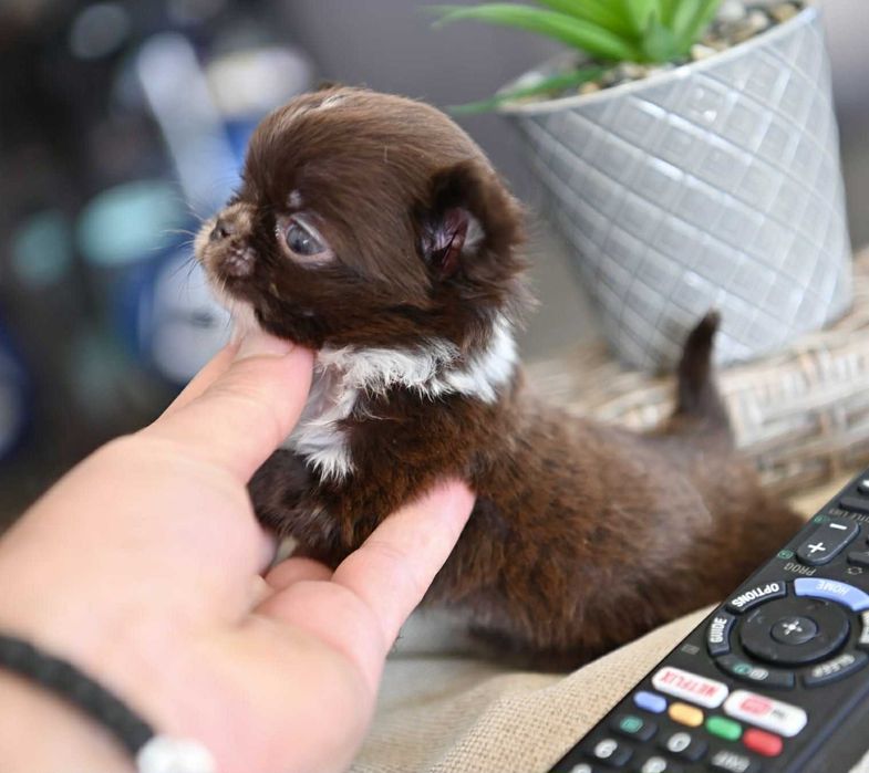 Мъжко дългокосместо мниатюрно шоколадово чихуахуа