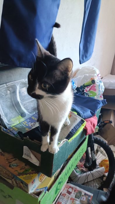 Dau in adopție pui de pisică