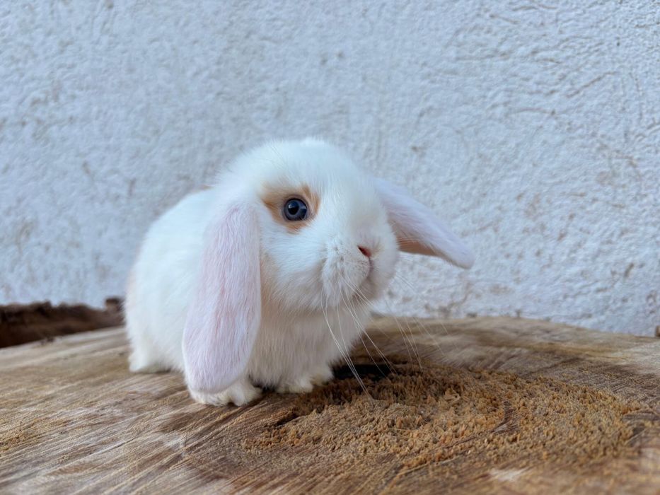 Iepuri pitici de companie berbec pitic/mini lop/holland lop