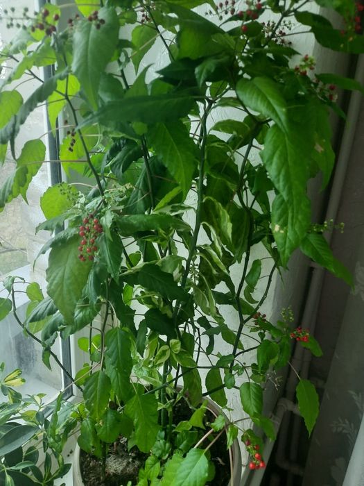 Комнатные цветы . Разные.