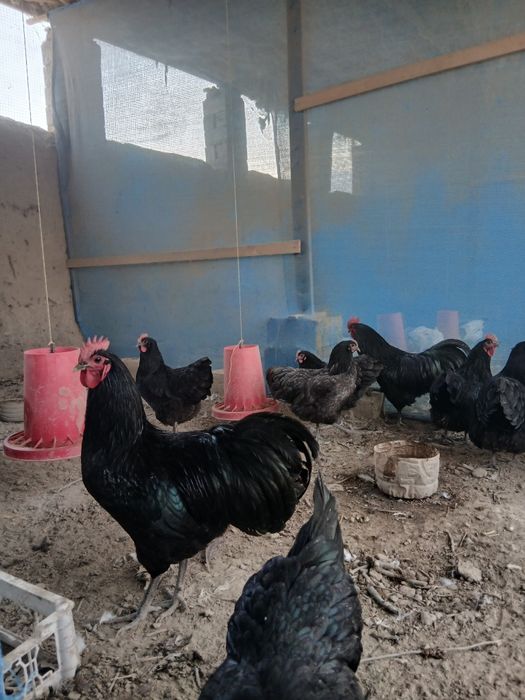 Астролог тоза зотли товух тухум хамда жужаларига заказ оламиз