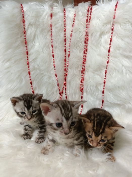 Продам бенгальских котят мальчик и девочки