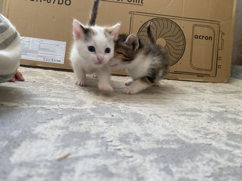 отдам котята бесплатно