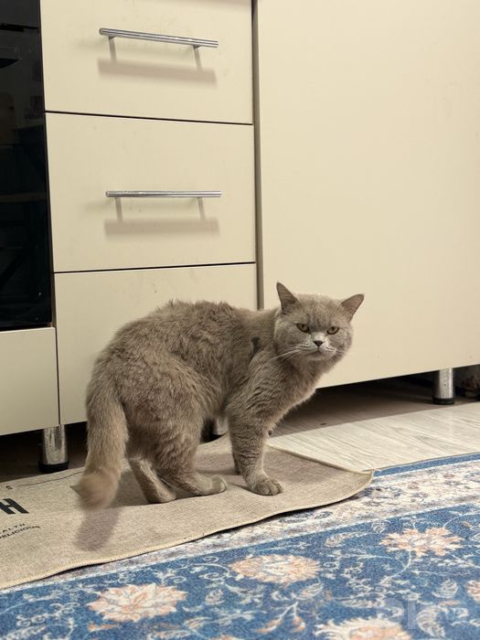 Умный Британский кот