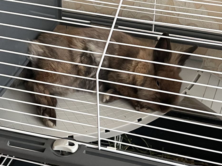 Продам кролика с клеткой!