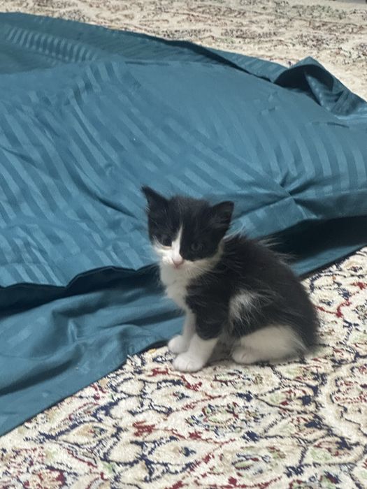 Котята, 4 девочки
