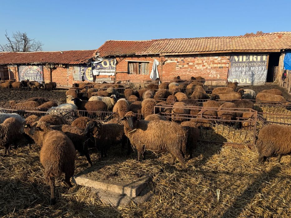 200 броя овце карнобатска местна порода