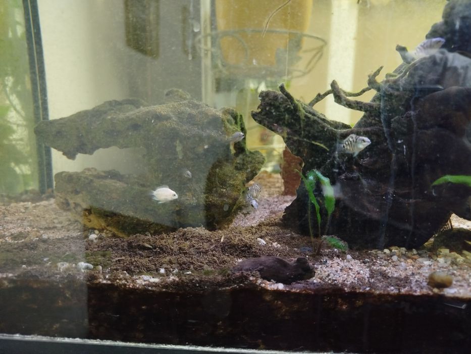 Сапфировые попугаи