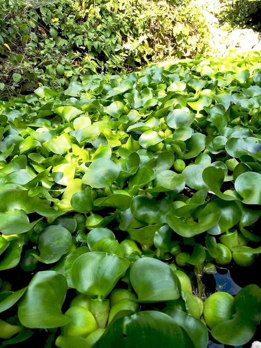 vand set de 15 zambile de apa sau salate de de apa - Pistia