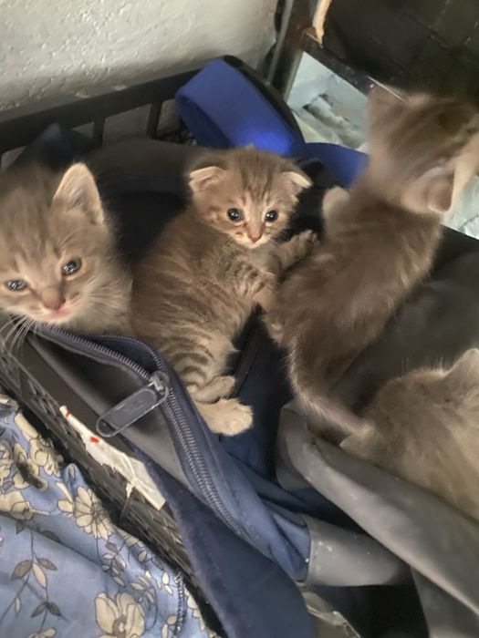 Продам. Шотдладских котят