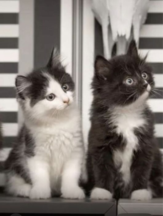 Потеряшки котята 2,5 месяца