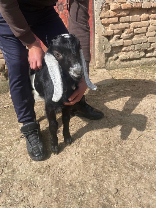 De vanzare tap tanar anglo nubian